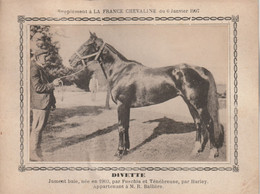 Jument DIVETTE,  Supplément à La FRANCE CHEVALINE 1907 - Horse Show