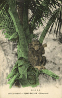 PC CPA IVORY COAST, GRAND BASSAM, CHIMPANZÉ, Vintage Postcard (b21095) - Côte-d'Ivoire