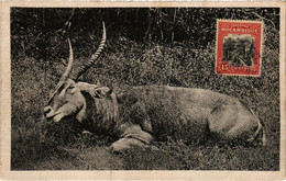 PC CPA MOZAMBIQUE, A WATER BUCK, VINTAGE POSTCARD (b20757) - Mozambique