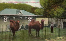 PC CPA FREEMASONRY, MOILA'S CAMELS, KRUG'S PARK, Vintage Postcard (b15822) - Otros & Sin Clasificación