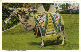 PC CPA FREEMASONRY, "MELHA" SHRINE TEMPLE CAMEL, MASS., Postcard (b16003) - Otros & Sin Clasificación