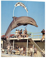 (S 11) Australia - QLD - Gold Coast - Dolphin Show - Lu-Lu The Dolphin Jumpng Hoop - Gold Coast