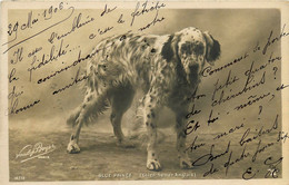 Animal Animaux * Carte Photo * Race Chien Chiens Dog * BLUE PRINCE Setter Anglais - Chiens