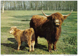 Carte Postale 72. Le Breil-sur-Mérizé   ZOO  Vache écossaise Et Son Petit Trés Beau Plan - Allonnes