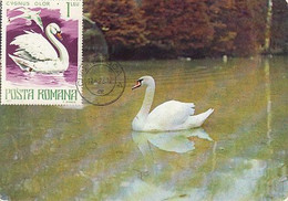 ANIMALS, BIRDS, MUTE SWAN, MAXIMUM CARD, 1978, ROMANIA - Cygnes