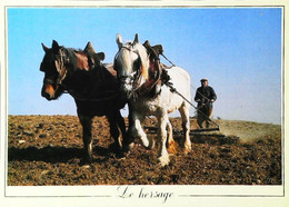 Labourage   Le Hersage  Cheval De Labour - Attelages