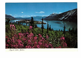 YUKON, Canada, Tagish Lake, Old 4X6 Chrome Postcard - Yukon