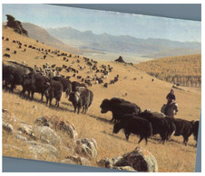 (S 18) Mongolia - Posted To East Germany - Bisons - Mongolei