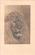 Lion - 1934 - Lions