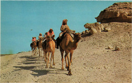 PC CPA BAHRAIN, BAHREIN, CAMEL CARAVAN, Modern Postcard (B3760) - Bahreïn