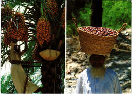 PC CPA SULTANATE OF OMAN, DATE HARVEST, REAL PHOTO POSTCARD (b16351) - Oman