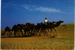 PC CPA U.A.E. , CAMEL CARAVAN, REAL PHOTO POSTCARD (b16408) - United Arab Emirates