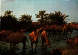 PC CPA BAHRAIN, BAHRAIN, DRINKING TIME FOR CAMELS, Modern Postcard (B3767) - Baharain