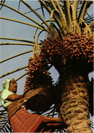 PC CPA BAHRAIN, BAHREIN, HARVESTING THE DATE PALM, Modern Postcard (B3772) - Baharain