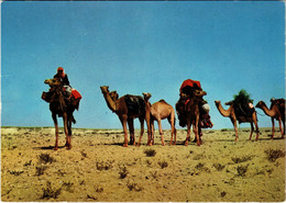 PC CPA U.A.E. , DUBAI, BEDOUIN FAMILY MIGRATING, REAL PHOTO POSTCARD (b16373) - United Arab Emirates