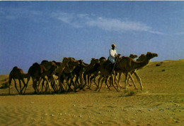 PC CPA U.A.E. , CAMEL CARAVAN, Modern Postcard (b22469) - Emiratos Arábes Unidos