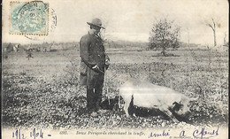 Deux Périgords  Cherchant La Truffe CPA 1904 - Poitou-Charentes