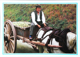 Attelage  Cheval Horse  Retour Du Ramassage  - Pomme  à Cidre - Attelages