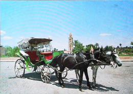 Maroc    Fiacre Attelage  Cheval Horse - Taxis & Huurvoertuigen