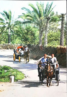 Tunisie  Gabes  Oasis    -fiacre Attelage  Cheval - Taxis & Fiacres