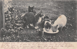 Chat - Chats - Cat - Katze - Kat - Chats Qui Boivent Du Lait Dans Une Assiette - Gatos