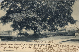 1908 BRASIL , T.P.  CIRCULADA ,  SAO PAULO , FIGUEIRA BRAVA , ÁRBOLES , TREES , ED. GAEUSLY - São Paulo