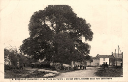 Missillac * La Place Du Tertre * Un Bel Arbre Bientôt Deux Fois Centenaire - Missillac