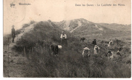 CPA STAR - WENDUYNE - WENDUINE - DANS LES DUNES - LA CUEILLETTE DES MÜRES- ANIMEE -  COB 81 CIRCULEE VERS LAEKEN EN 1910 - Wenduine