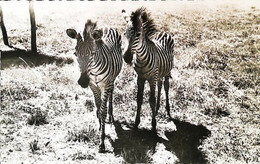 CPSM  Zèbre - Zebra's