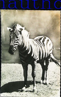CPSM  Zèbre Afrique Du Sud - Zebra's