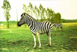 CPM  Zèbre  Thoiry -en-Yvelines - Zebras