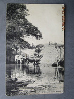 CPA 78 Yvelines - Vaches  L'abreuvoir à L' ILE AUMONE  Ile De La Seine Entre Mantes La Jolie Et Limay Vers 1910 - Limay
