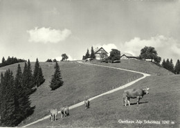 WALD ZH Alp Scheidegg B. Schnyder Kühe - Egg