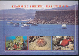 °°° GF981 - EGYPT - SHARM EL SHEIKH - RAS UMM SID - 2004 With Stamps °°° - Sharm El Sheikh