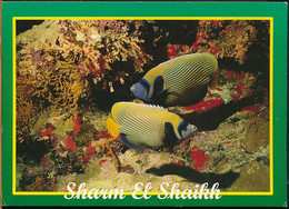 °°° GF982 - EGYPT - SHARM EL SHEIKH - ANGEL FISH , RED SEA °°° - Sharm El Sheikh