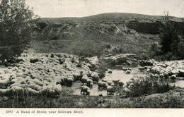 Band Of Sheep Near Billings, Montana MT - Troupeau De Moutons - Carte N° 3007 - Billings