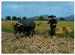 (S 24) Hong Kong - NT  - Peasant Women And Buffalo (farming) - Chine (Hong Kong)