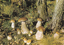 Cèpes Dans La Montagne Noire - Mushrooms