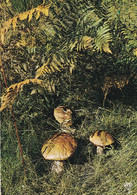 Les Cèpes - Mushrooms