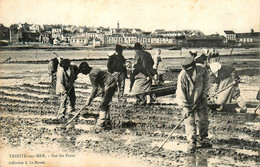 La Trinité Sur Mer * Sur Les Parcs * Ramassage Des Huîtres * Ostréiculture - La Trinite Sur Mer