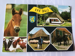 Nederland  Pays-Bas Holland. Epe ( Paard Koe Schaap Hond Boer Huis Veulen ) - Epe