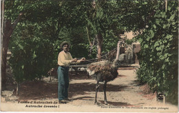 CPA NICE Ferme D'Autruches (47726) - Museos