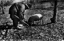 Cahors * Le Chercheur De Truffes - Autres & Non Classés