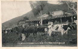 Nouvelle Calédonie (New Calédonie) Voiture à Boeufs (Bullock Cart) Du Côté De Bourail - Nieuw-Caledonië