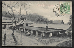 CPA Grenade Cocoa Drying, Grenada - Grenada