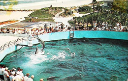CPSM // Dolphin Dauphin  Florida  Mariland   1950 - Dauphins