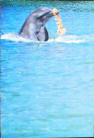 CPSM // Dauphin Dolphin Honolulu Stamp Timbre Jeux Olympic 1984 - Dauphins