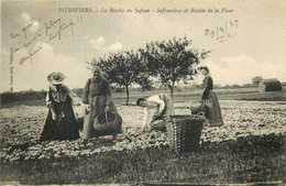 LOIRET  PITHIVIERS  La Recolte Du Safran  Safranieres - Pithiviers