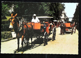 HORSE And BUGGY At FRENCH QUATER (Vieux Carré) - New Orleans Carriage - Cpsm USA Attelage Cheval - Taxis & Fiacres