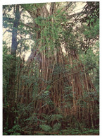 (T 7) Australia - QLD - Cathedral Fig Tree (W91B) - Trees